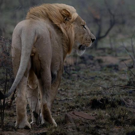 שמורת הצייד ולחפונדן Sediba Luxury Safari Lodge מראה חיצוני תמונה