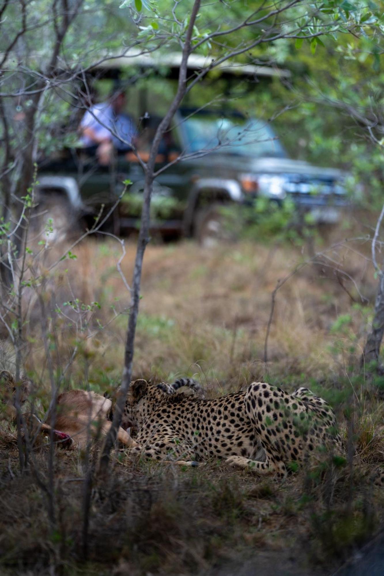 שמורת הצייד ולחפונדן Sediba Luxury Safari Lodge מראה חיצוני תמונה
