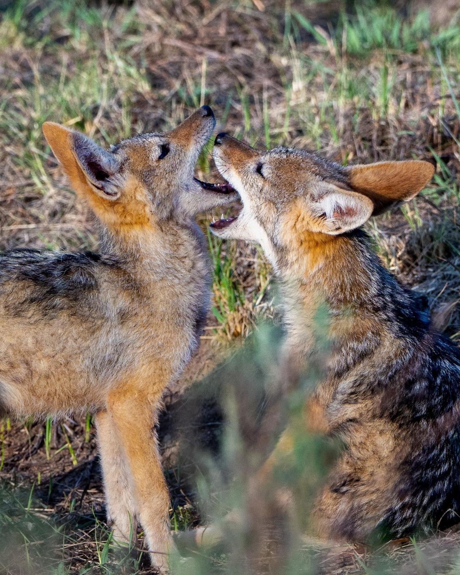 שמורת הצייד ולחפונדן Sediba Luxury Safari Lodge מראה חיצוני תמונה
