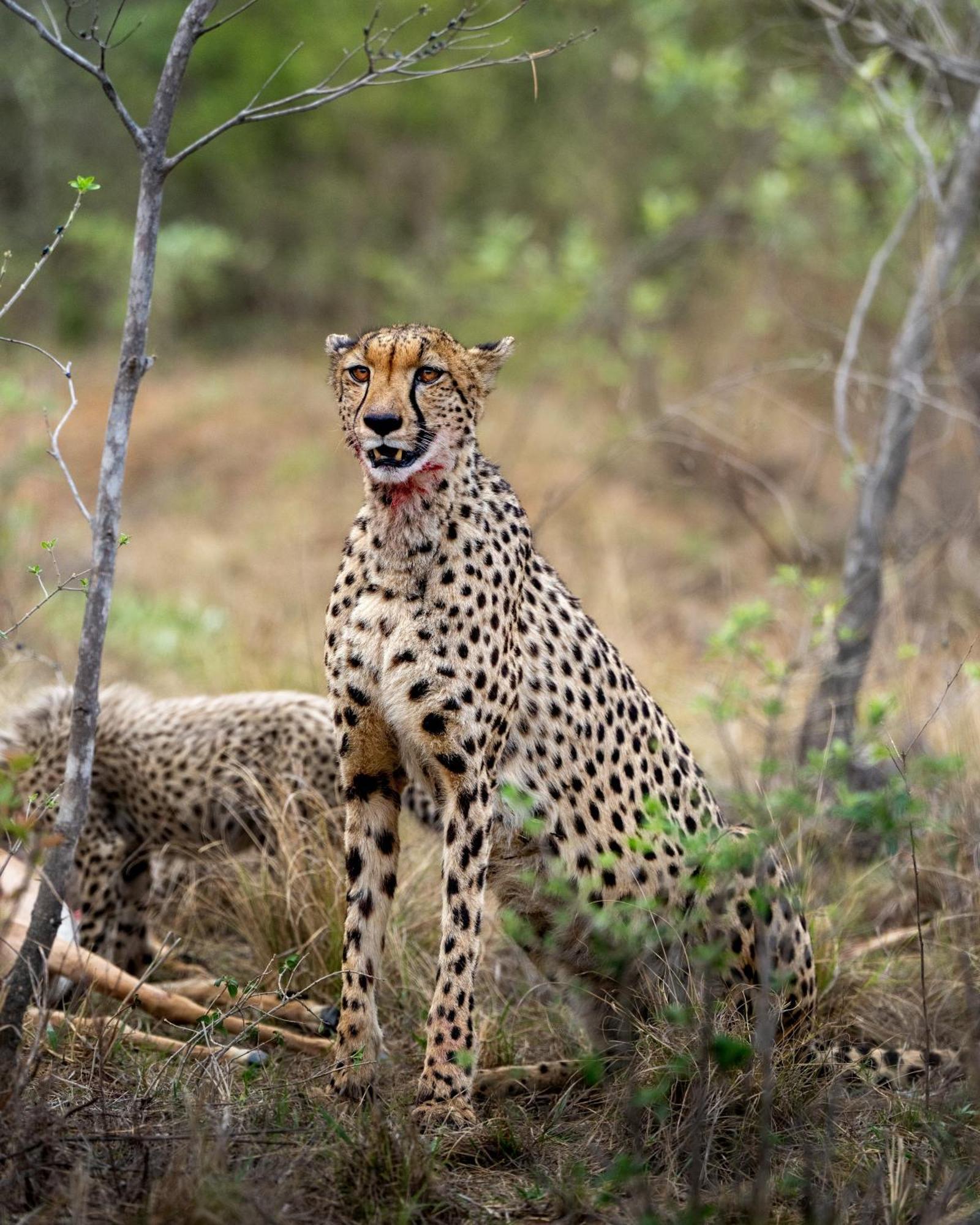 שמורת הצייד ולחפונדן Sediba Luxury Safari Lodge מראה חיצוני תמונה