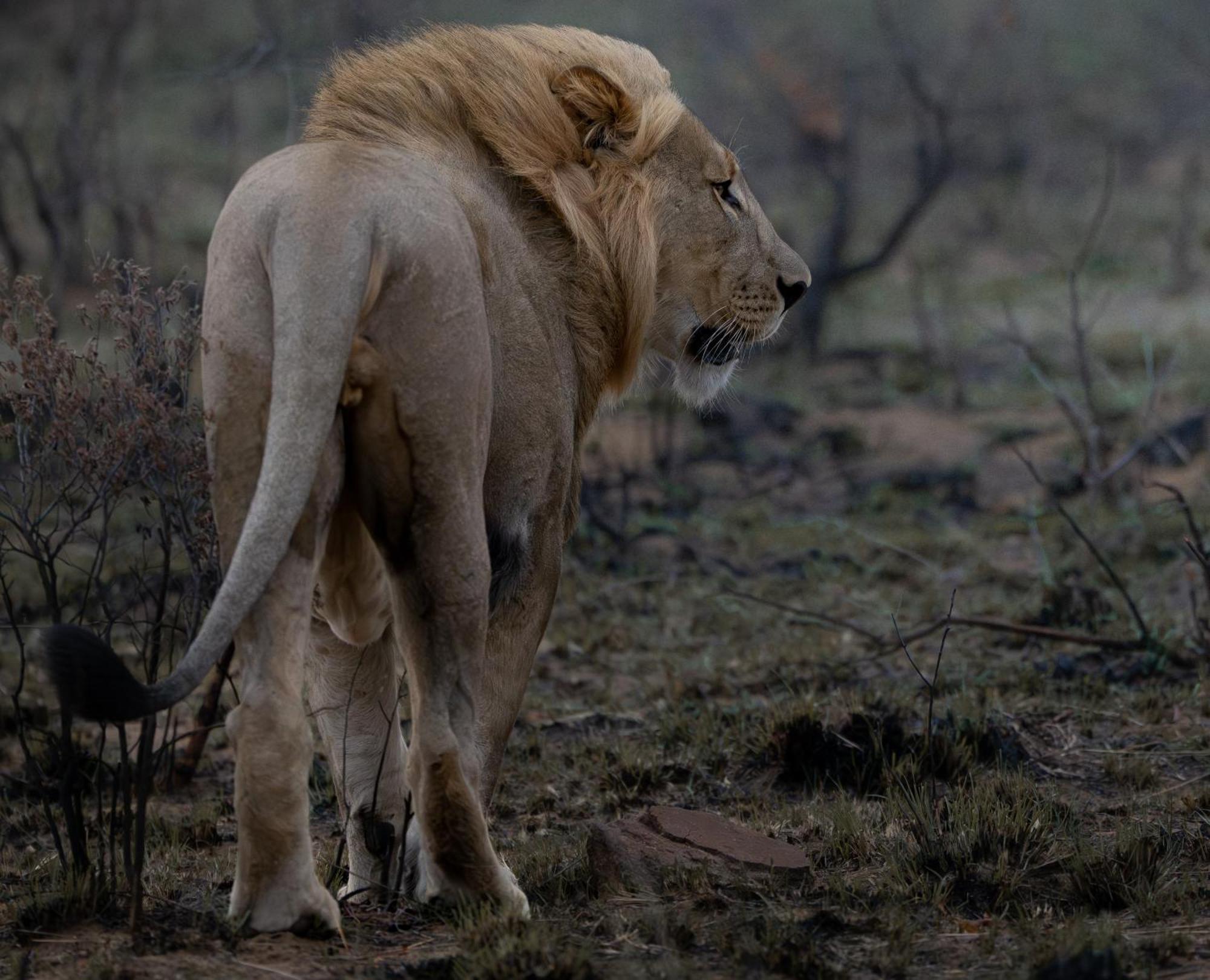 שמורת הצייד ולחפונדן Sediba Luxury Safari Lodge מראה חיצוני תמונה