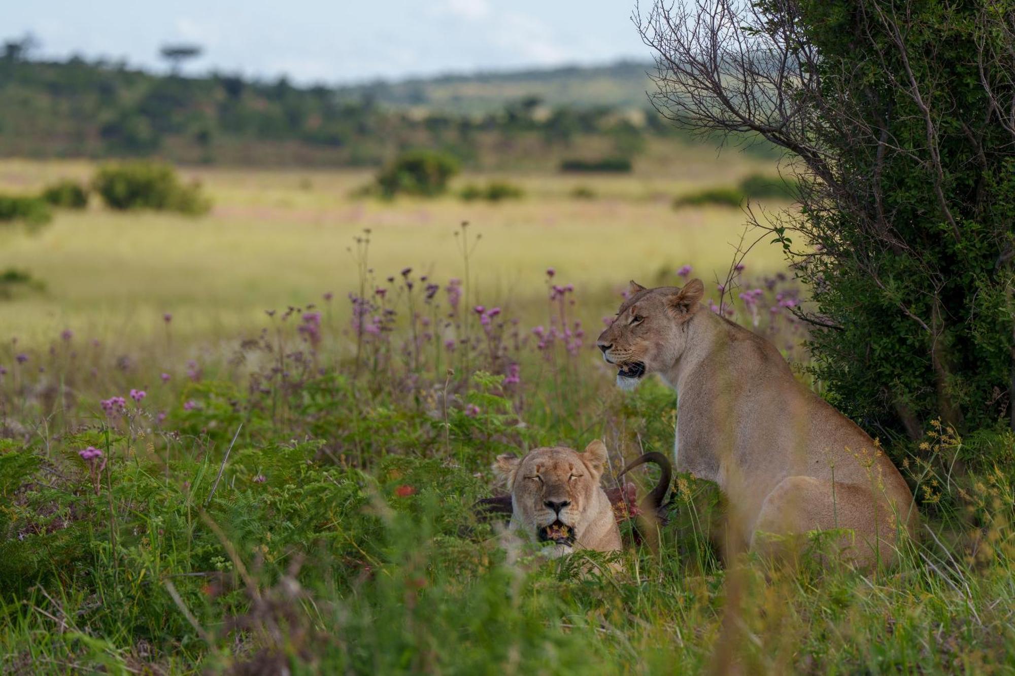 שמורת הצייד ולחפונדן Sediba Luxury Safari Lodge מראה חיצוני תמונה