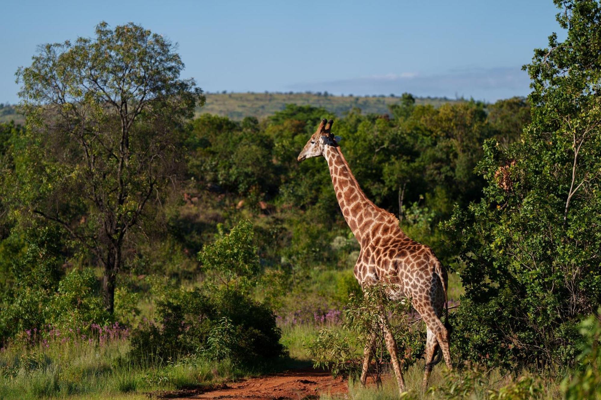 שמורת הצייד ולחפונדן Sediba Luxury Safari Lodge מראה חיצוני תמונה